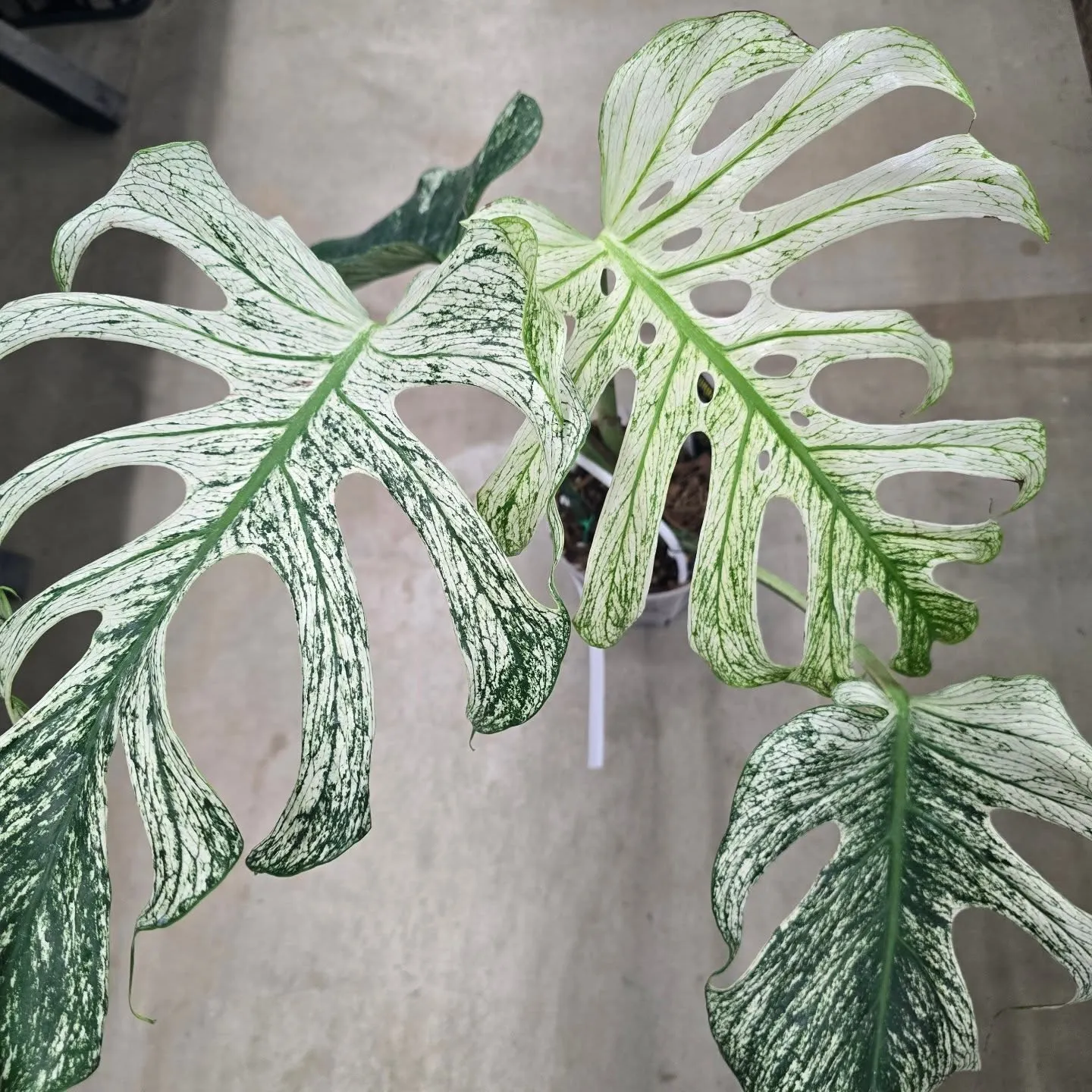 Beegarden4月20日で5周年を迎えることができます！