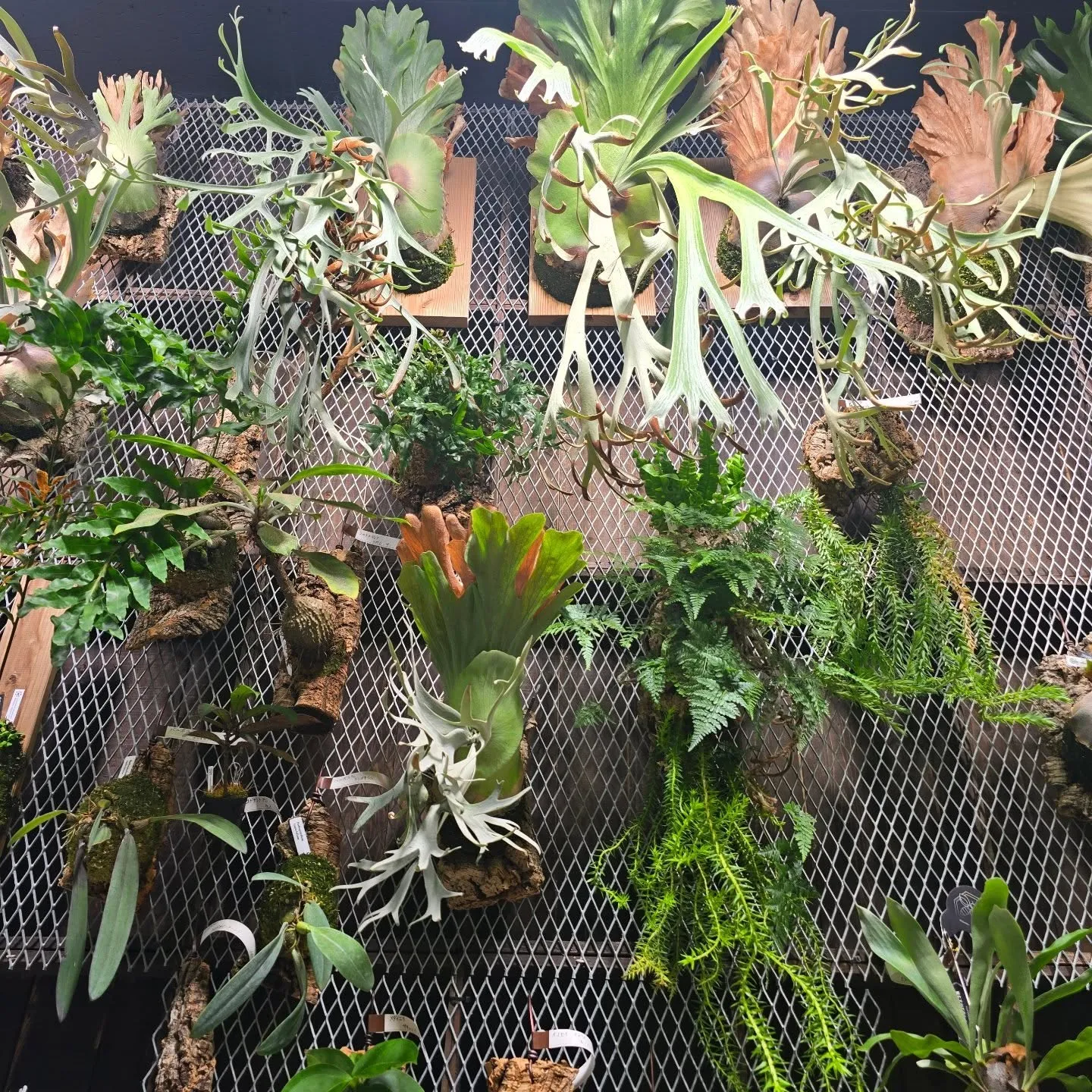 Beegarden4月20日で5周年を迎えることができます！