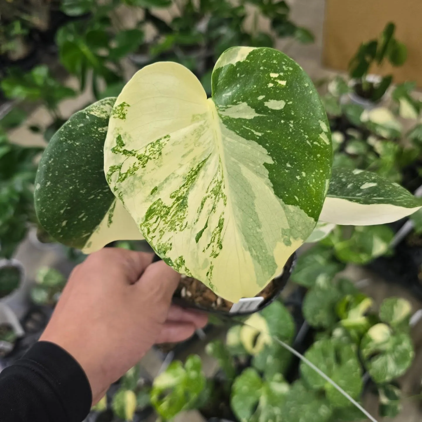 周年セールだけどモンス祭り。