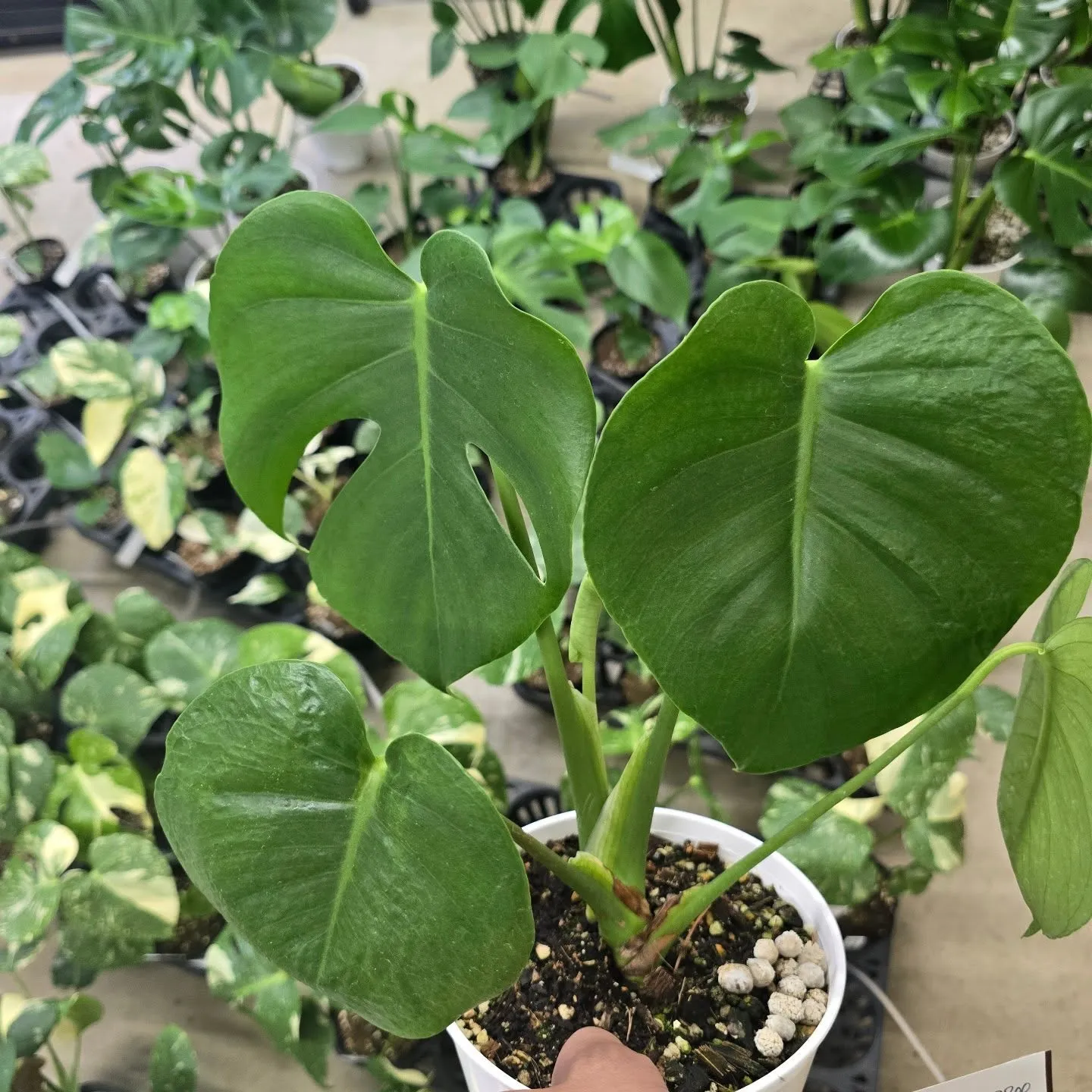 周年セールだけどモンス祭り。