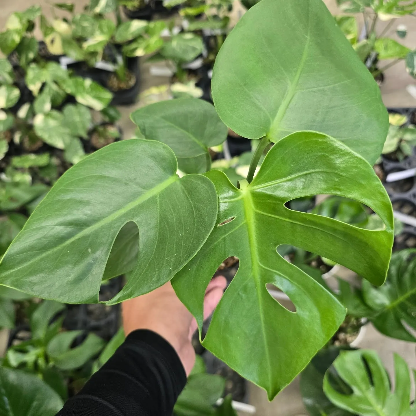 周年セールだけどモンス祭り。