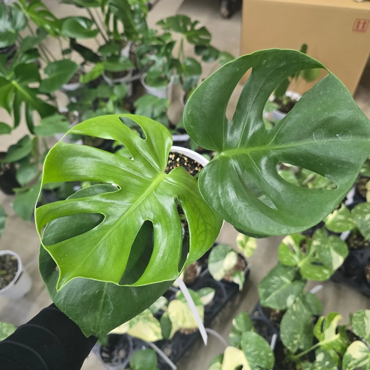 周年セールだけどモンス祭り。