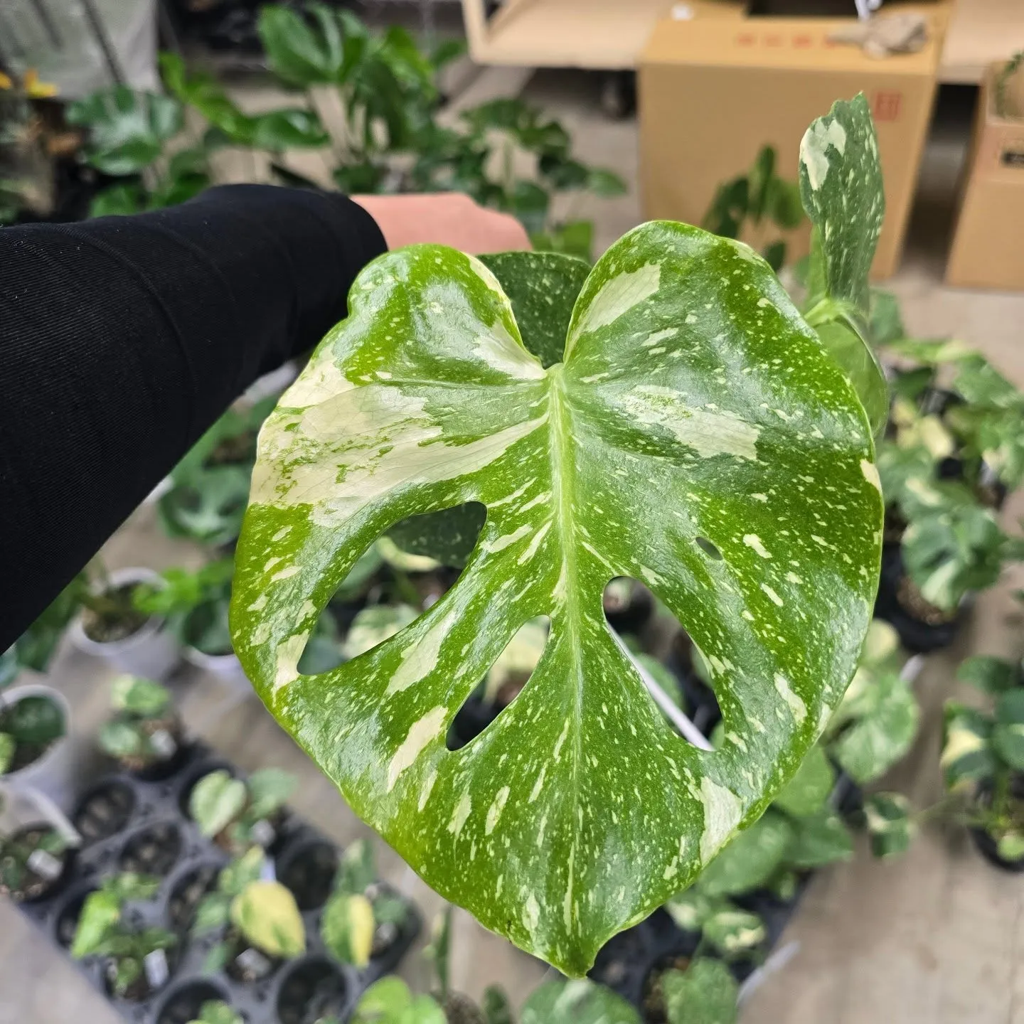 周年セールだけどモンス祭り。