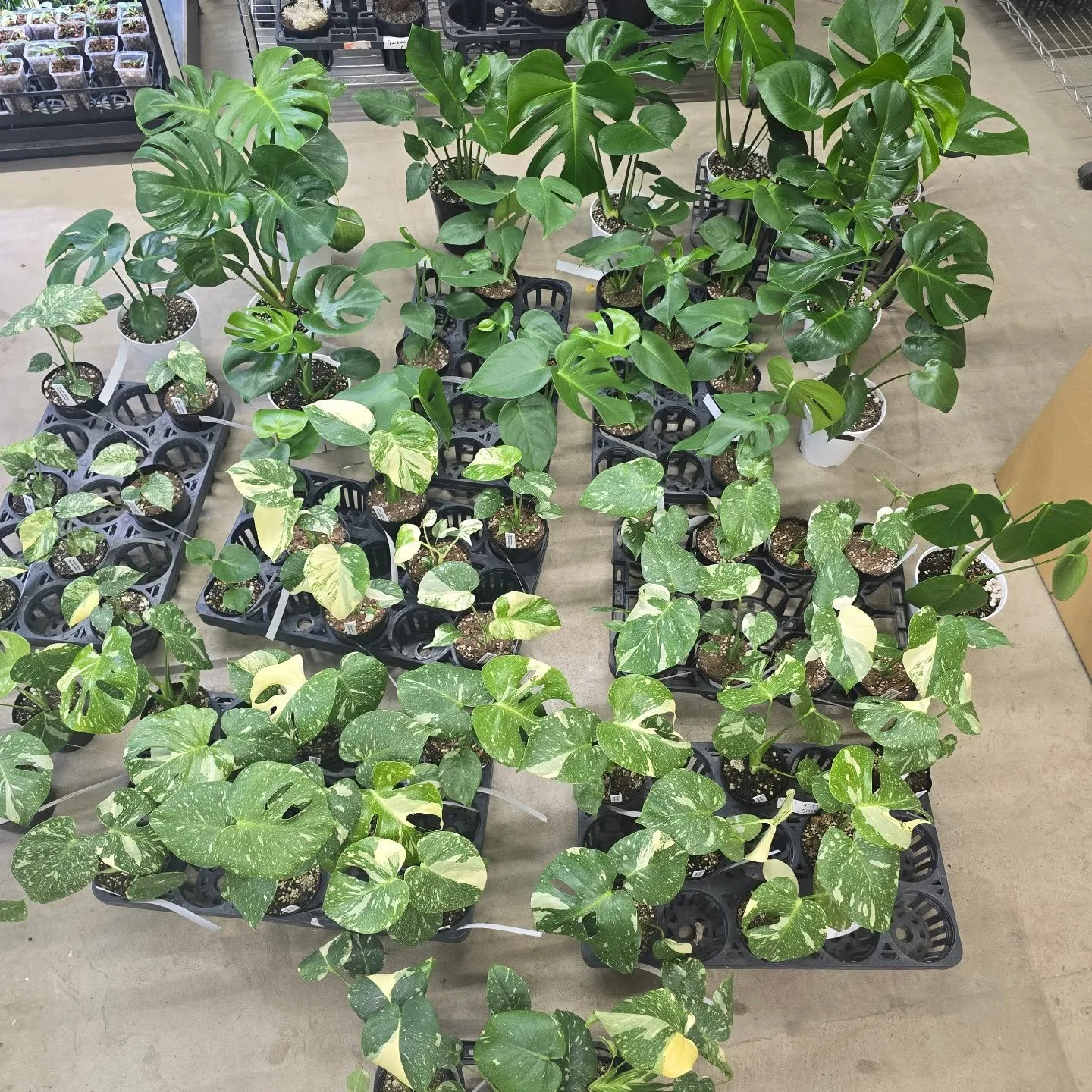 周年セールだけどモンス祭り。