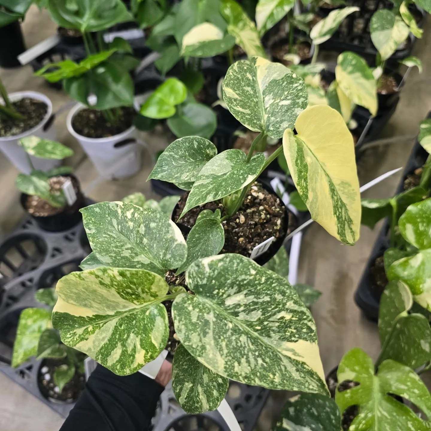 周年セールだけどモンス祭り。