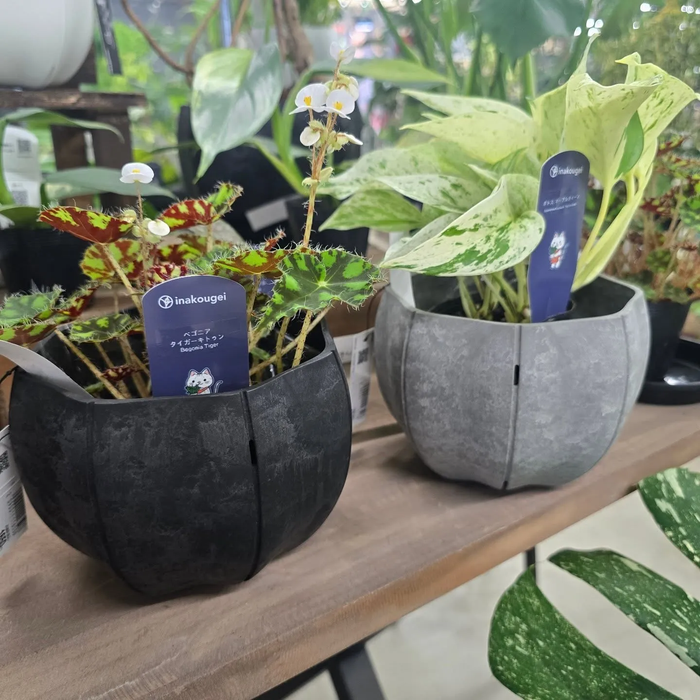 今週はイナちゃん植物沢山です！