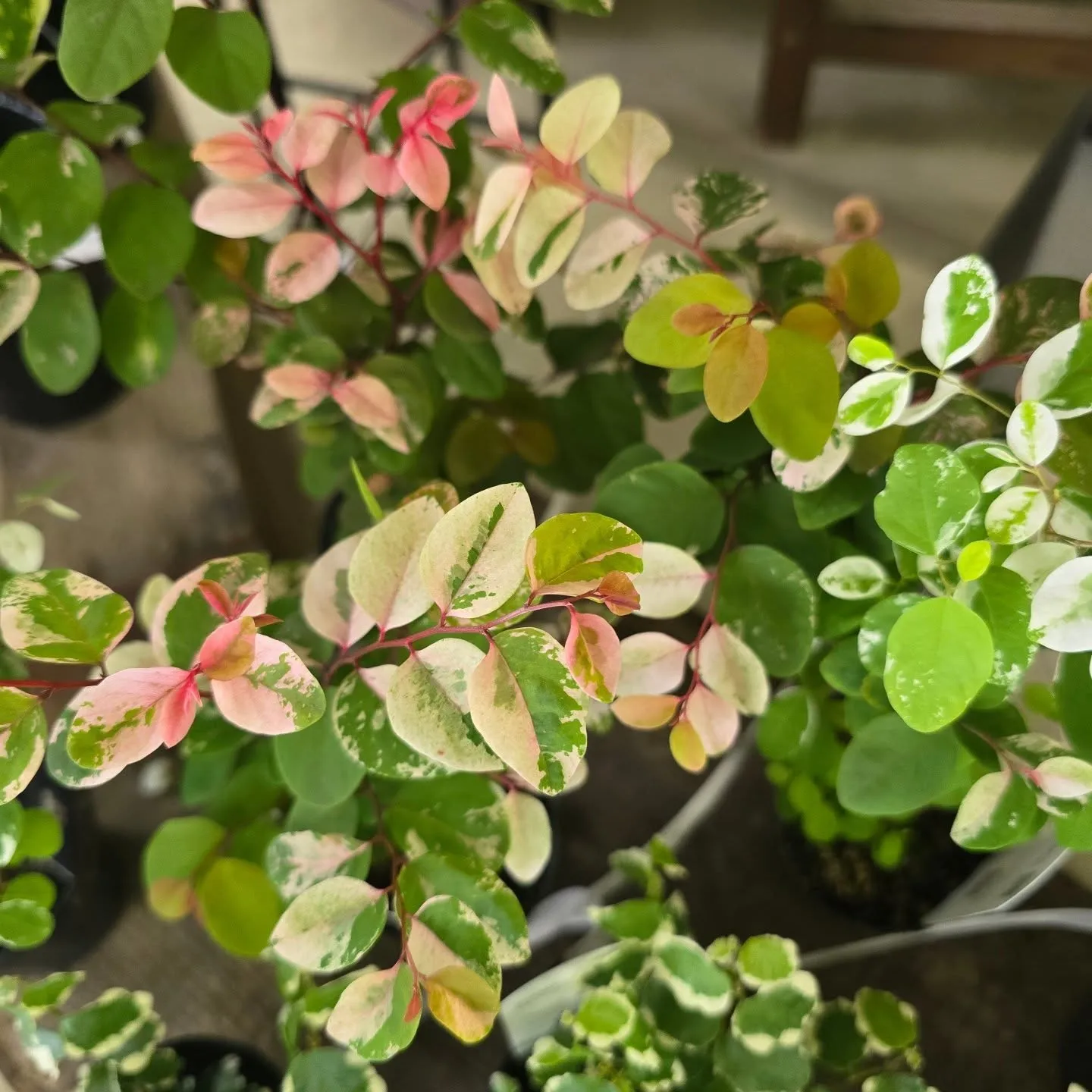 今週はイナちゃん植物沢山です！