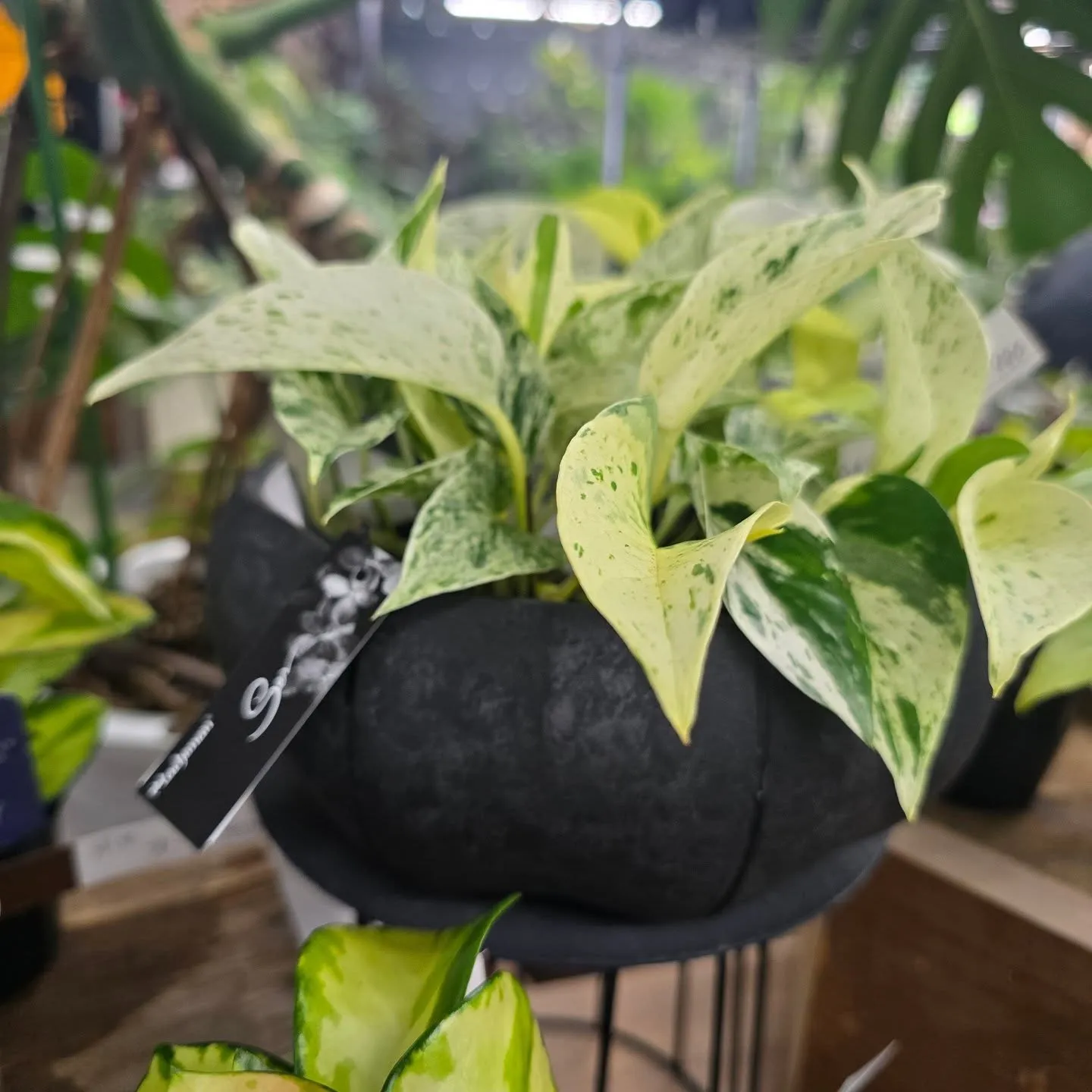 今週はイナちゃん植物沢山です！