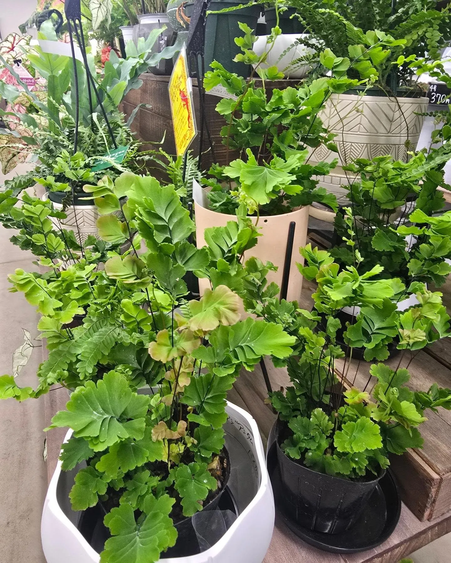 🐝決算セール‼️