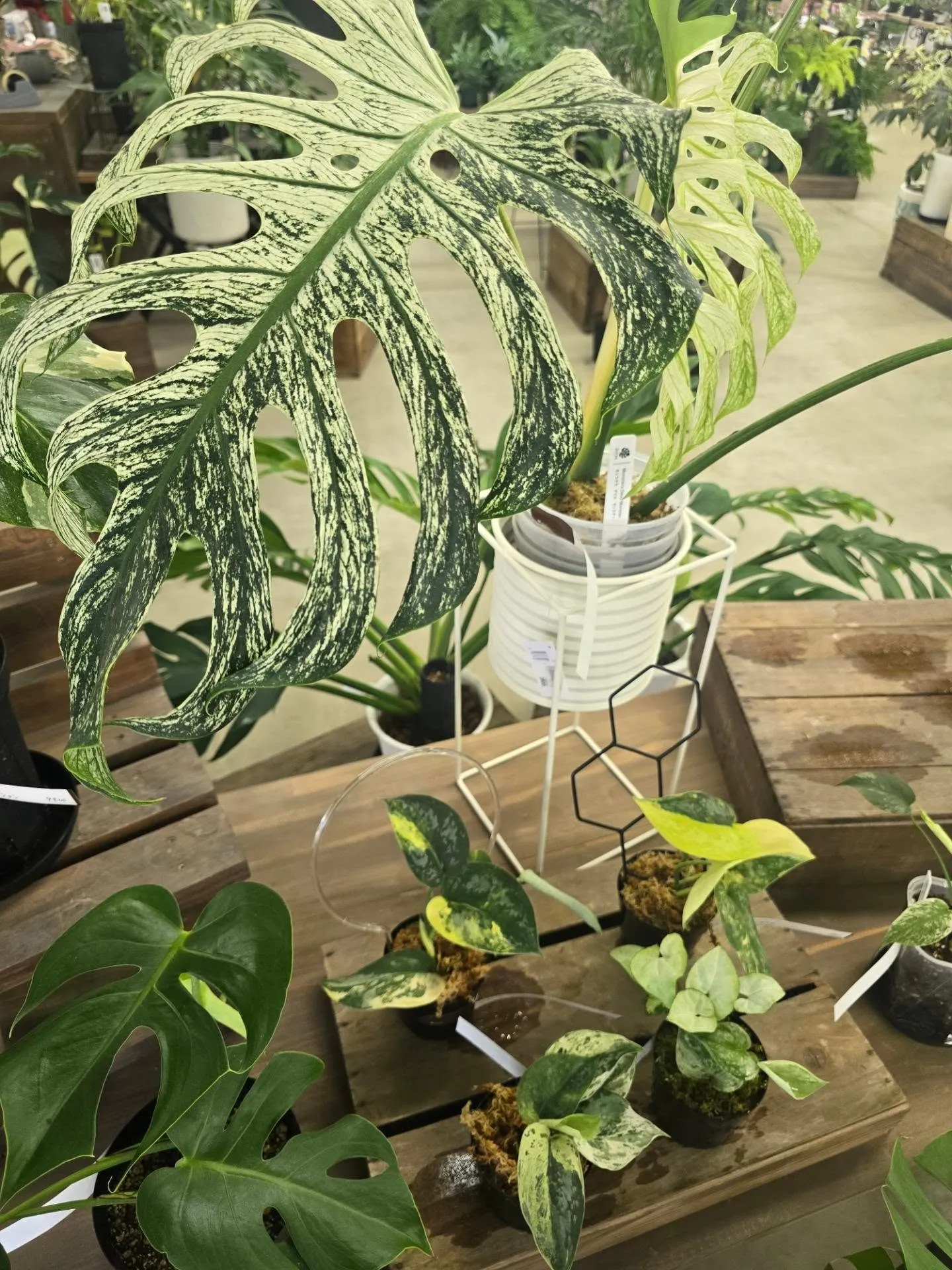 今週もどーんと入荷！