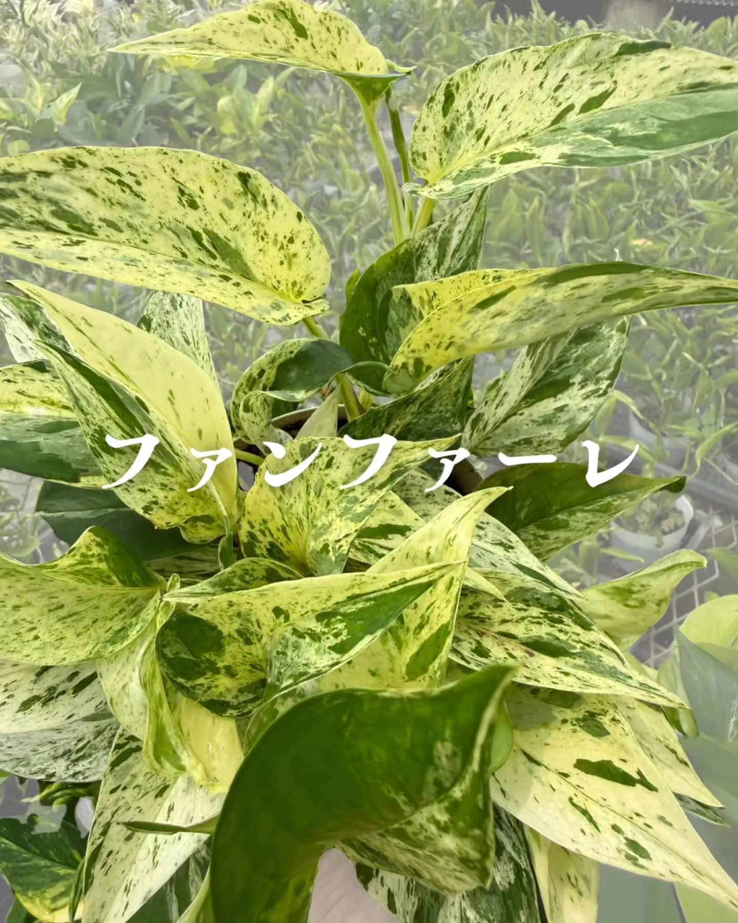 ポトス界のレジェンド、COME BACK!!! 