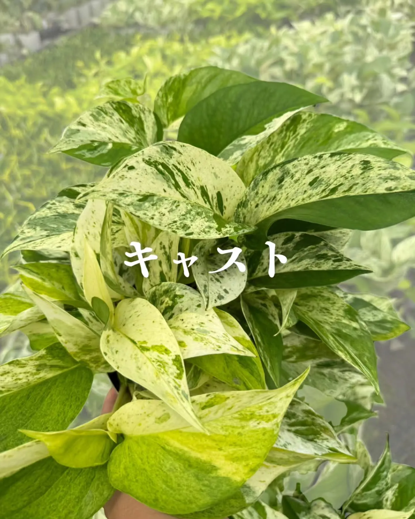 ポトス界のレジェンド、COME BACK!!! 