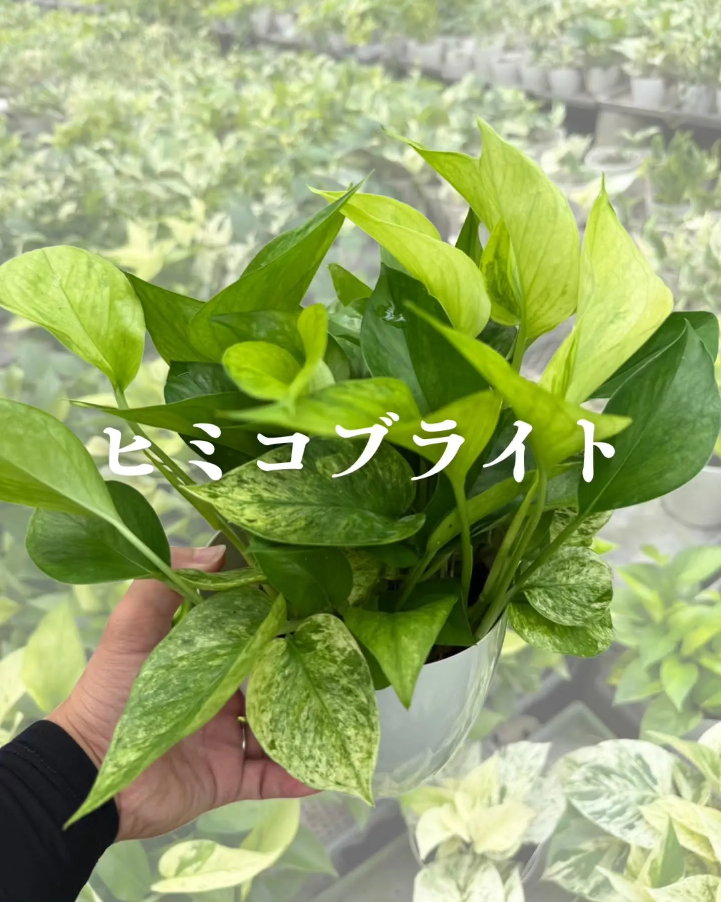 ポトス界のレジェンド、COME BACK!!! 