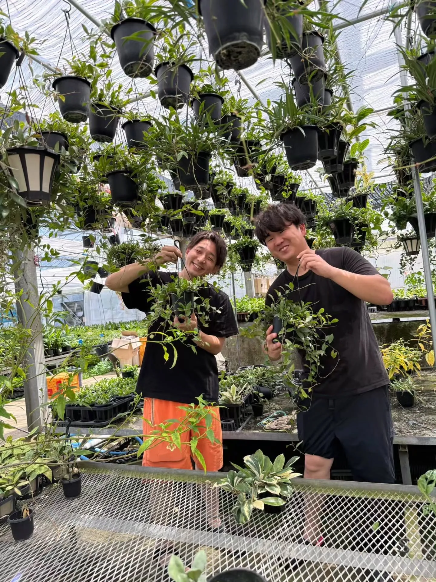ホヤとピペルって、こんなに面白い❗❗