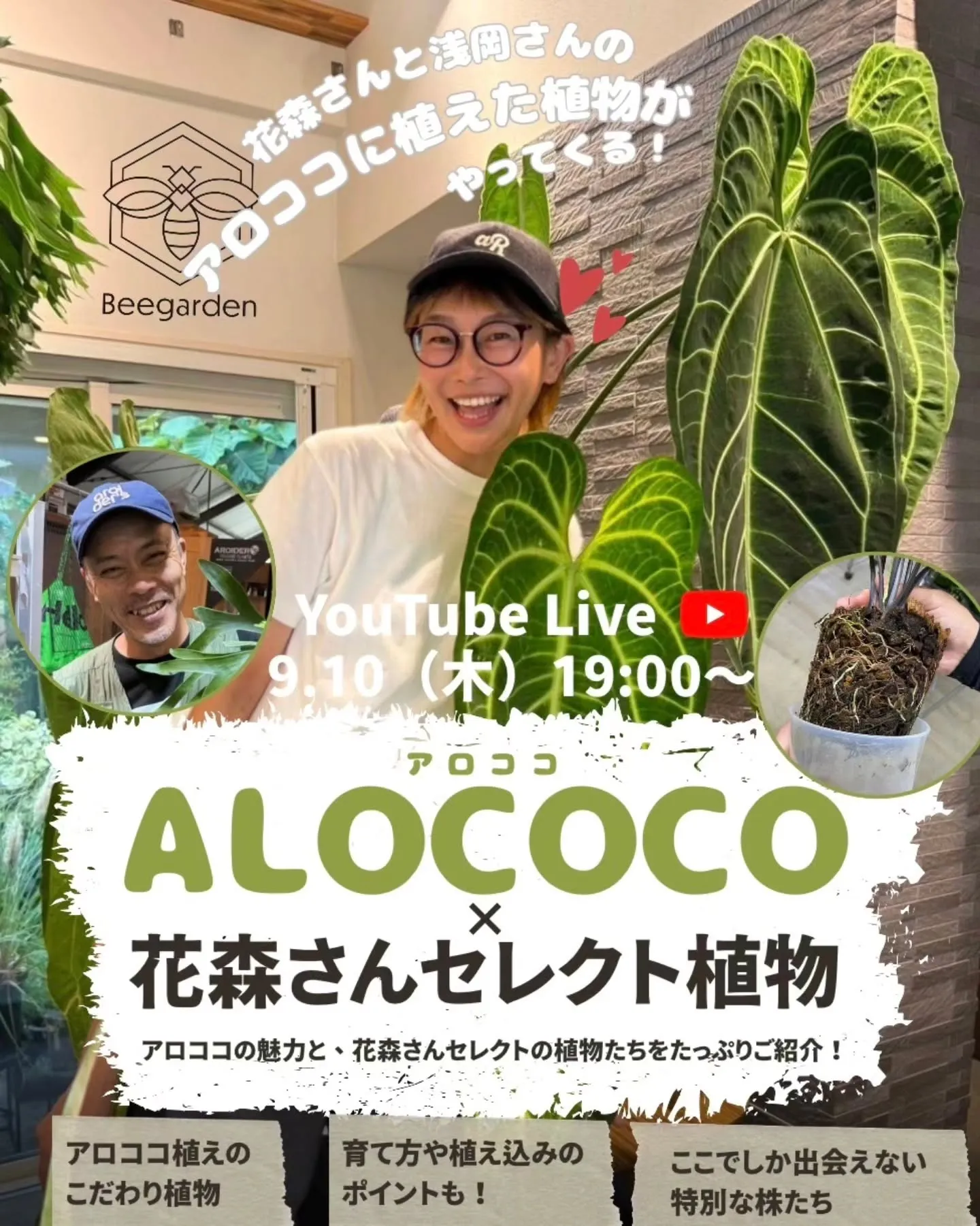 最速！ALOCOCOに植えて育った株を販売🌿