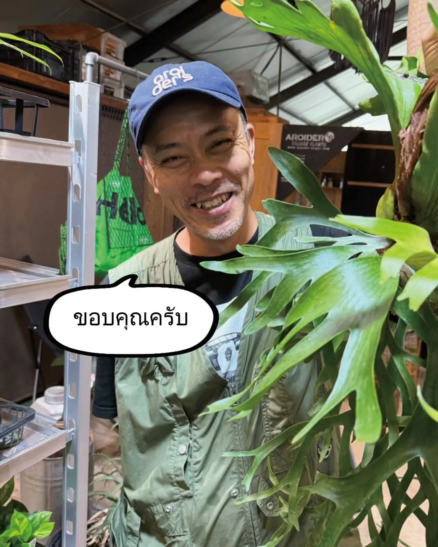 最速！ALOCOCOに植えて育った株を販売🌿