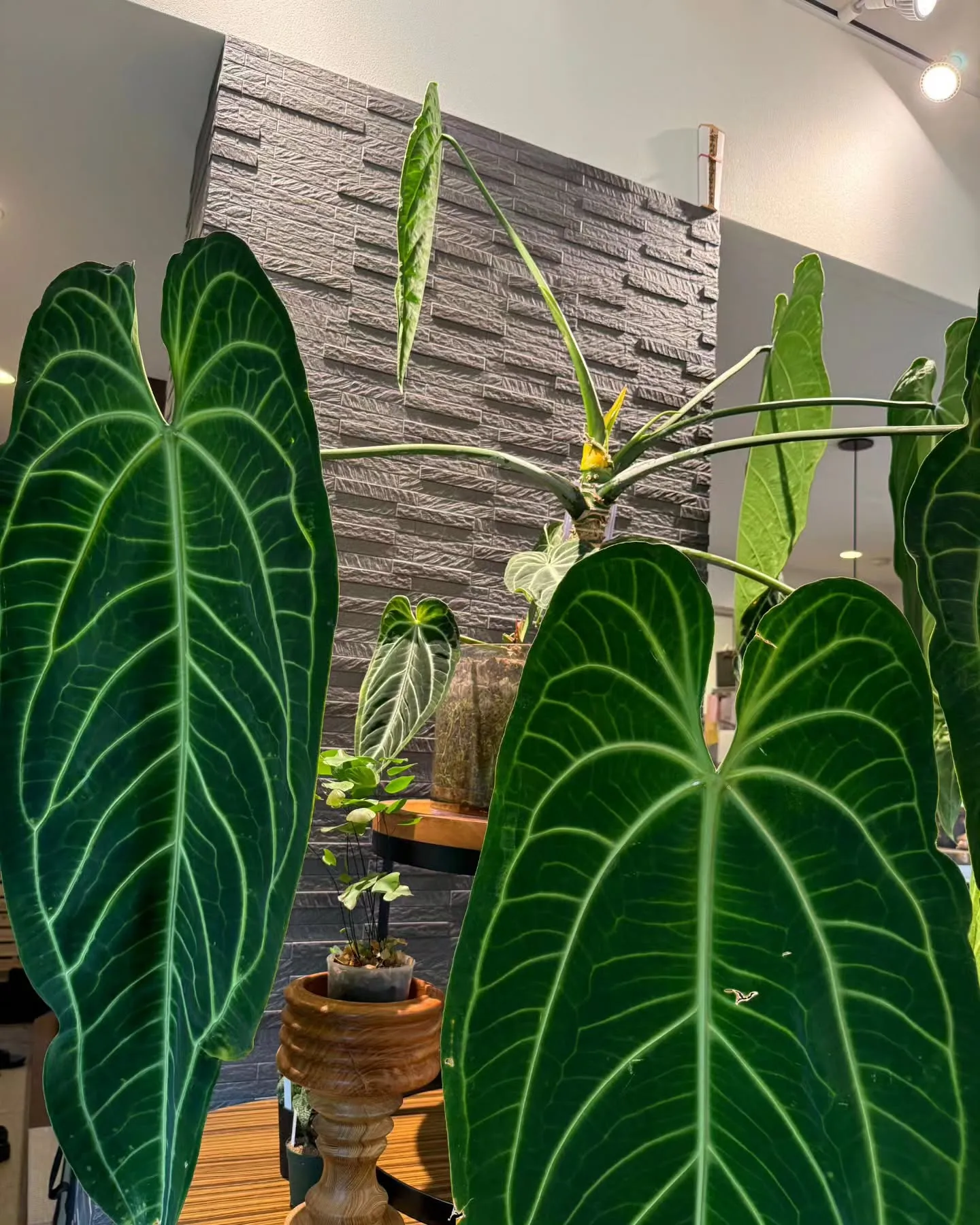 最速！ALOCOCOに植えて育った株を販売🌿