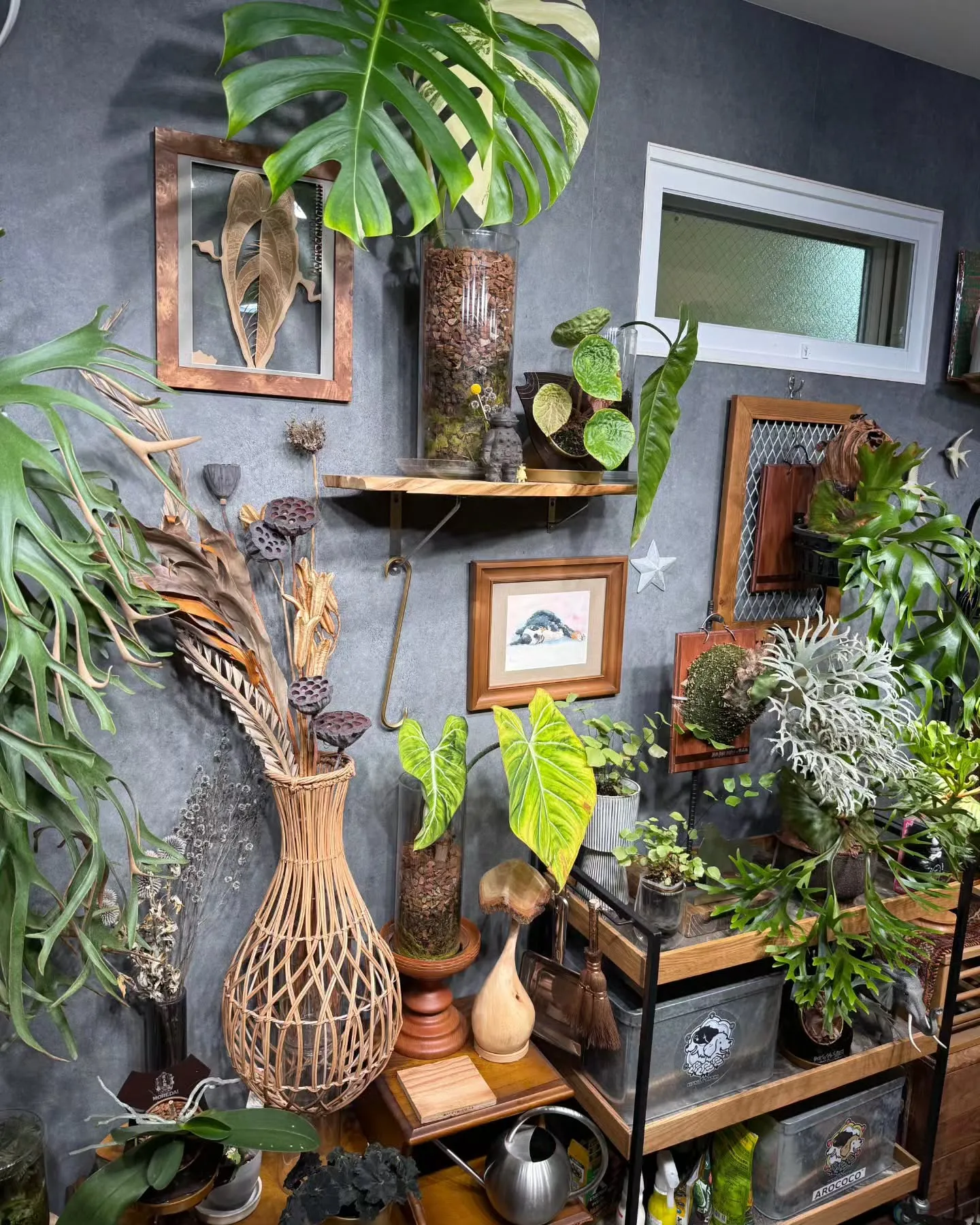 最速！ALOCOCOに植えて育った株を販売🌿