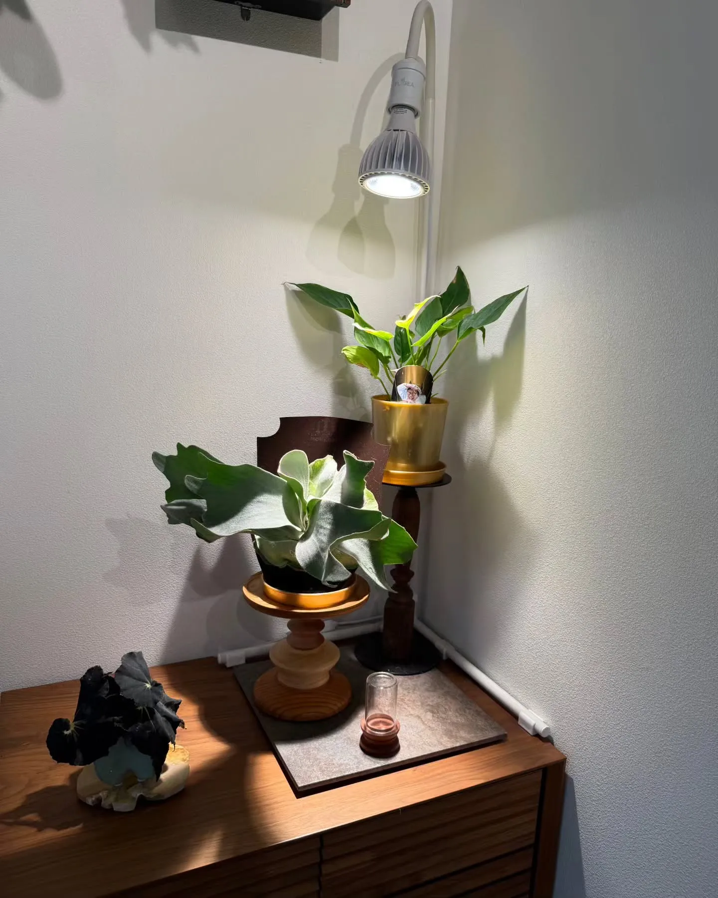 最速！ALOCOCOに植えて育った株を販売🌿