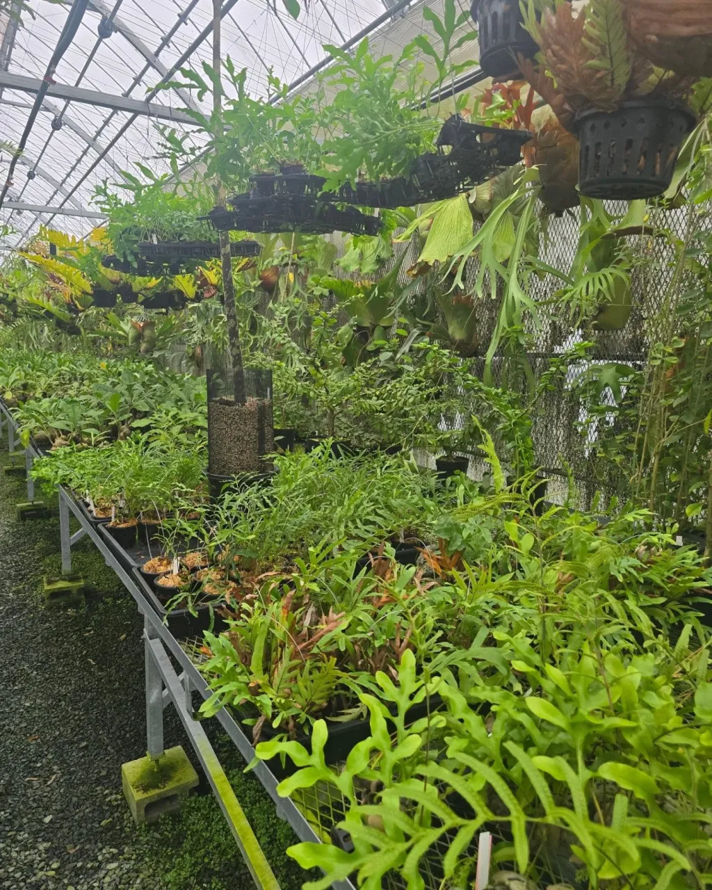 今週のBeegarden LIVEは、ちょっと濃いめです！