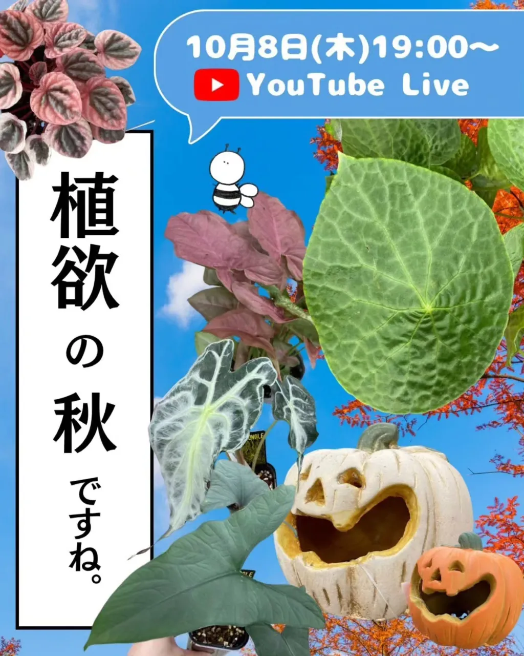 🌿 今夜19:00〜 YouTube LIVE開催！ 🌿