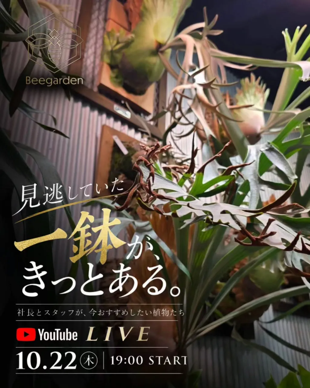 🌿 見逃していた一鉢が、きっとある。