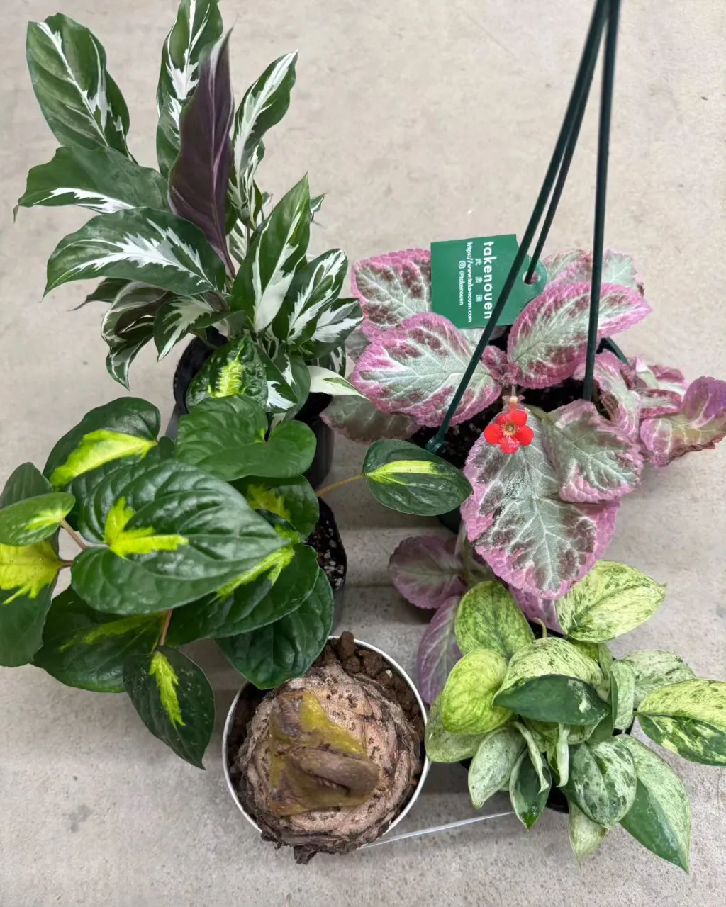 🌿 見逃していた一鉢が、きっとある。