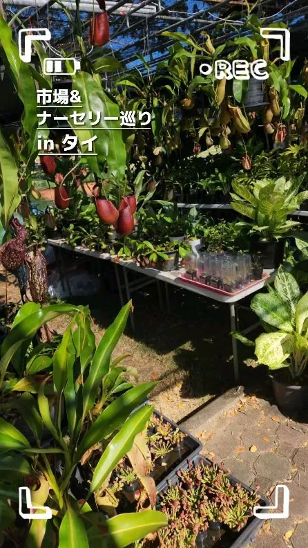 色々な植物の買い付け&視察にタイに行ってきました!!