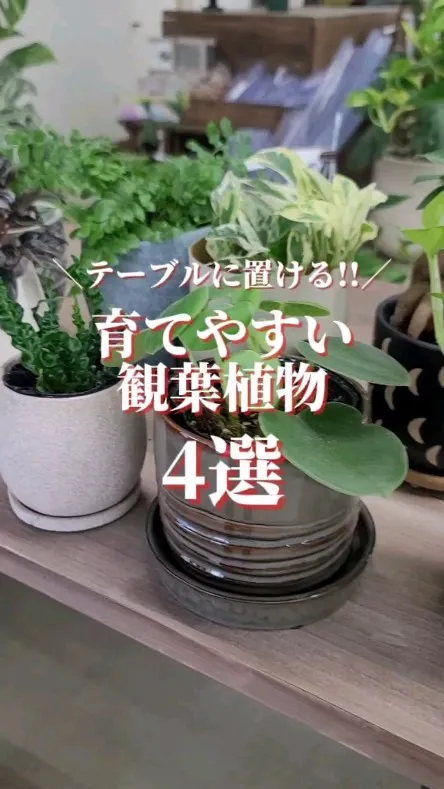 テーブルサイズ植物集めてみました！