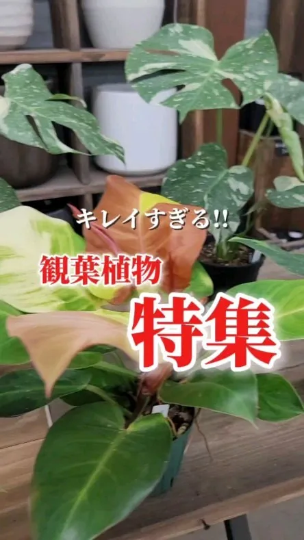 植物の葉っぱは緑だけじゃない！