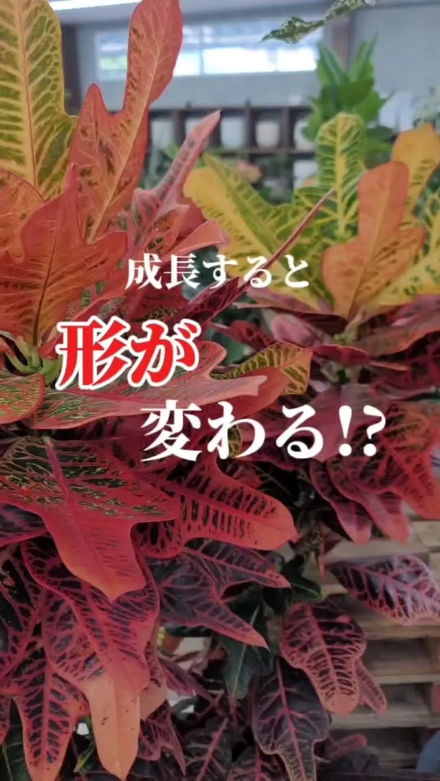 植欲の秋!!成長するとカッコよくなる植物育ててみませんか？