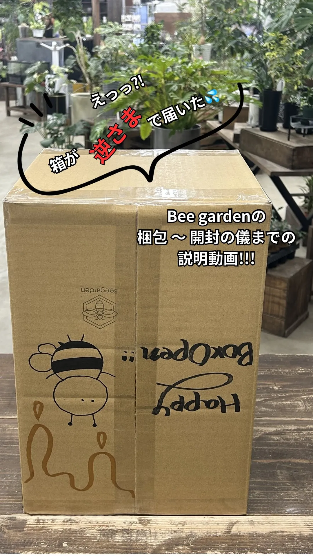 📦 開封の儀 🌿