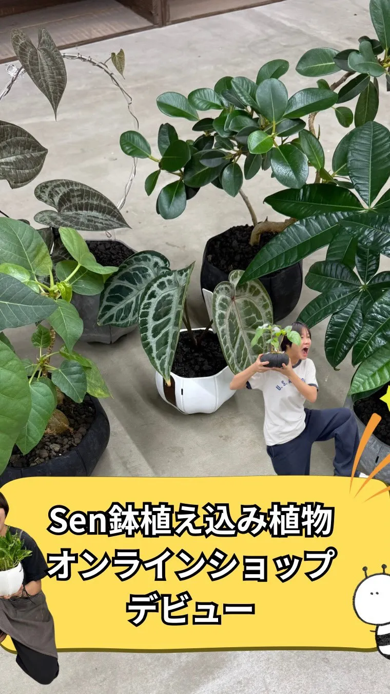 🌿 Sen鉢植え込み植物 オンラインショップデビュー！ 🌿