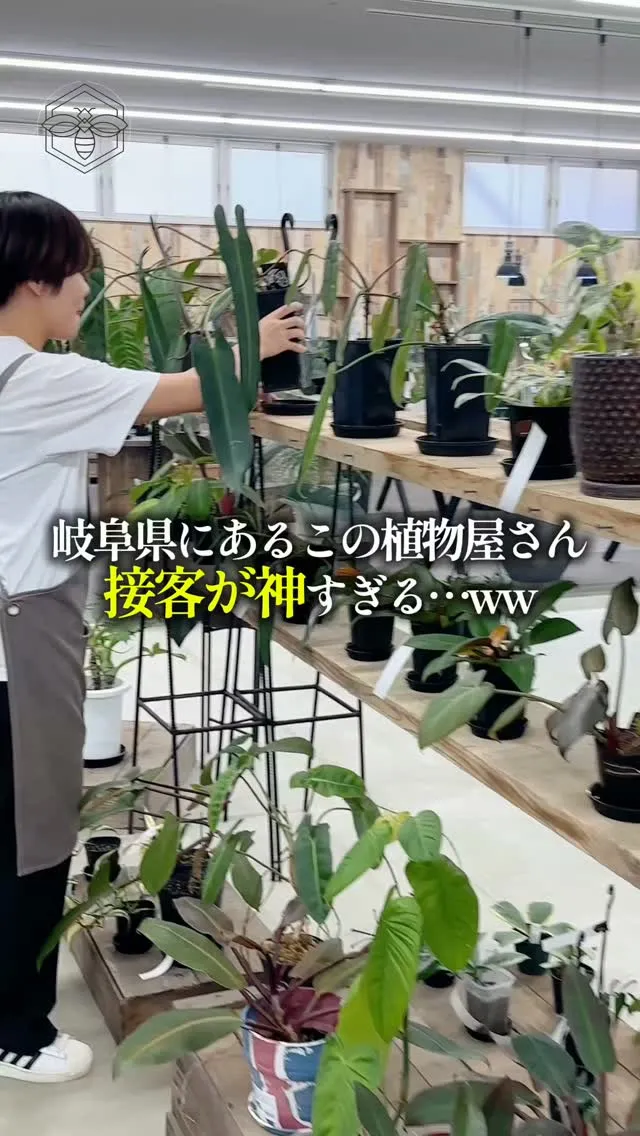 植物をプレゼントしたいけど、何を選べばいいか分からない🌿