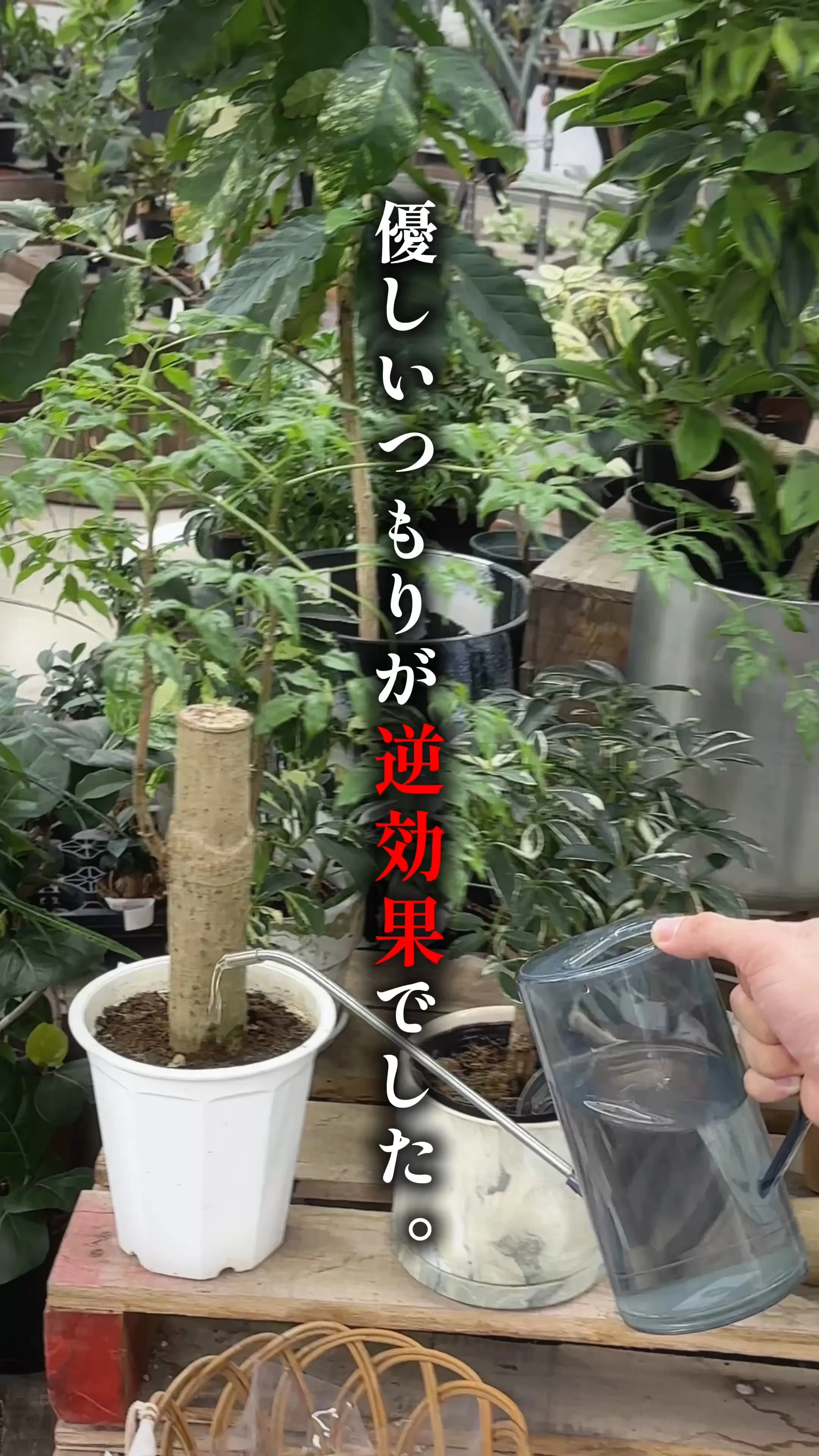 植物の基本講座🌿