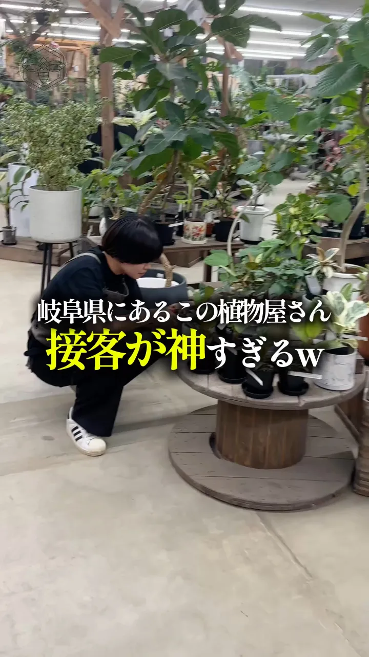 「植物欲しいけど、何買ったらいいか分からん」